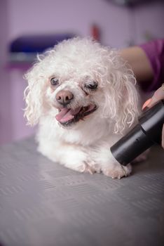 White small breed poodle in grooming saloon, dog care, pet salon