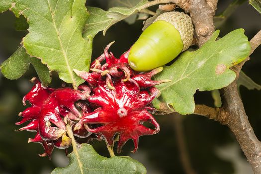 Red galls developed by a wasp larva for protection on oak leaves.