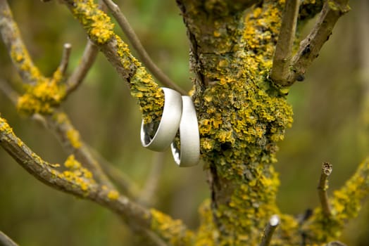 View of a pair of white golden wedding rings connected to nature
