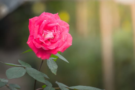 Roses in the garden, Roses are beautiful with a beautiful sunny day.