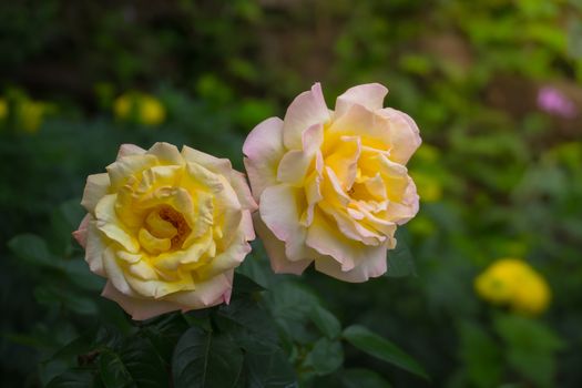 Roses in the garden, Roses are beautiful with a beautiful sunny day.