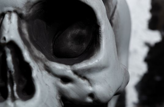 Close-up horizontal photo of the human skull