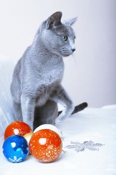Cat sitting at the Christmas balls and decoration
