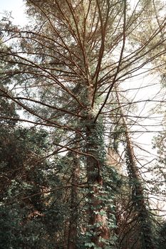 Pines in a wild forest. Vertical photo