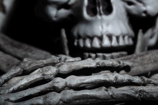 Close-up horizontal photo of the human skull