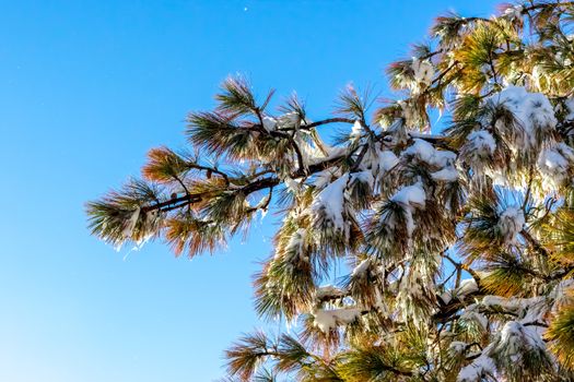 Detail of Trees and Icecle, Climate Change at Southern California, Big Bear Mountain, San Bernardino, 2016