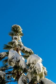 Blue Sky, Climate Change at Southern California, Big Bear Mountain, San Bernardino, 2016