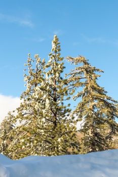 Desert Plants Under Snow, Climate Change at Southern California, Big Bear Mountain, San Bernardino, 2016