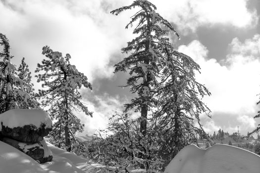 Desert Plants Under Snow, Climate Change at Southern California, Big Bear Mountain, San Bernardino, 2016