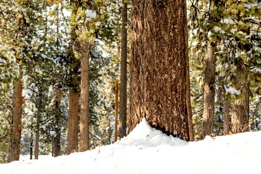 Tree Trunk, Climate Change at Southern California, Big Bear Mountain, San Bernardino, 2016