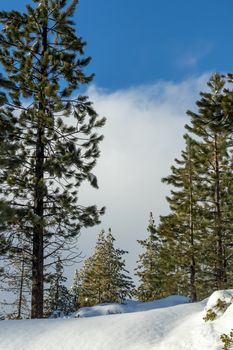 Snow Forrest, Climate Change at Southern California, Big Bear Mountain, San Bernardino, 2016