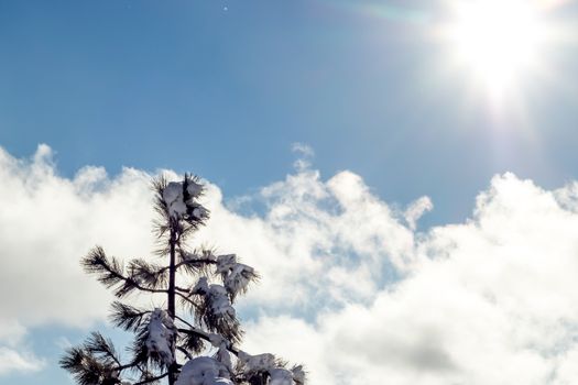 Bright Backlight, Climate Change at Southern California, Big Bear Mountain, San Bernardino, 2016