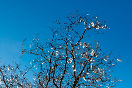 Blue Sky, Climate Change at Southern California, Big Bear Mountain, San Bernardino, 2016