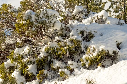 Desert Plants Under Snow, Climate Change at Southern California, Big Bear Mountain, San Bernardino, 2016