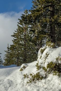 Desert Plants Under Snow, Climate Change at Southern California, Big Bear Mountain, San Bernardino, 2016