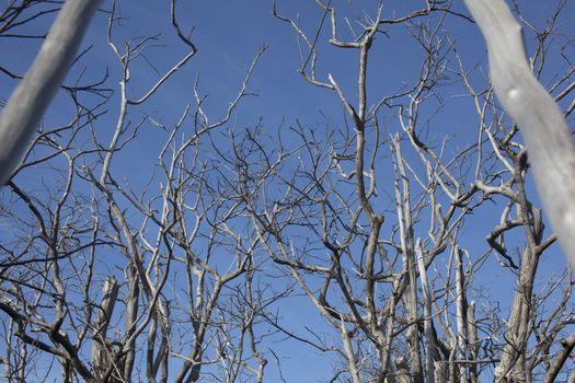 Dead tree branches in blue sky.