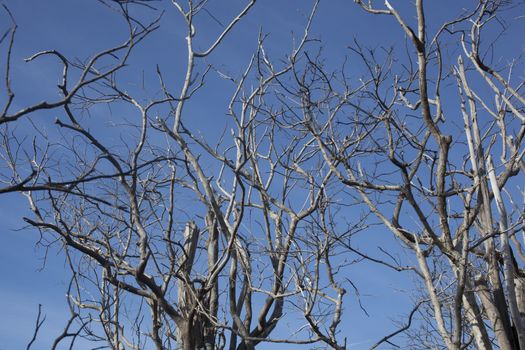 Dead tree branches in blue sky.