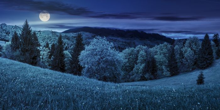 mountain landscape. wild flowers and trees on meadow in mountains at night in full moon light