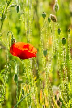big red poppy flower in the green wheat field in summer close up