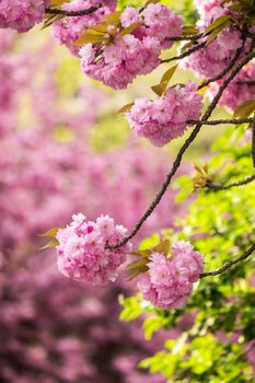 pink flowers on the branches of Japanese sakura blossomed above fresh green leaves in garden
