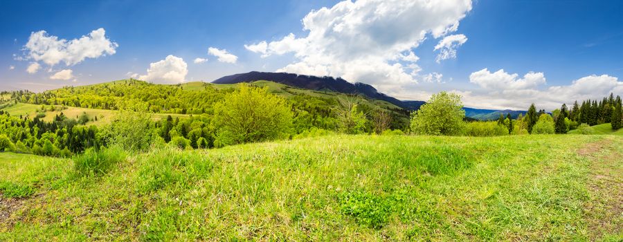 panoramic mountain landscape. green grass on meadow near mixed forest in mountains