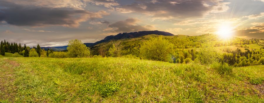 panoramic mountain landscape. green grass on meadow near mixed forest in mountains in sunset light