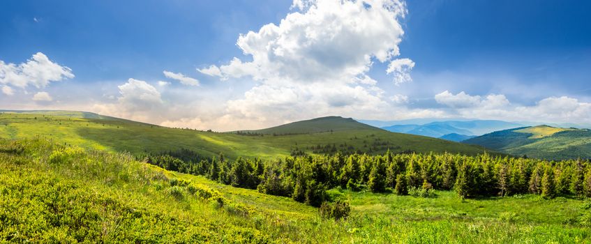 composite image of mountain range with coniferous forest and meadow on  hillside in morning light