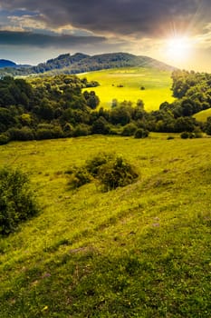 agricultural meadow with flowers on  hillside of mountain with forest in evening light