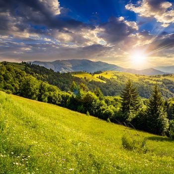 hillside of mountain range with coniferous forest and meadow in evening light