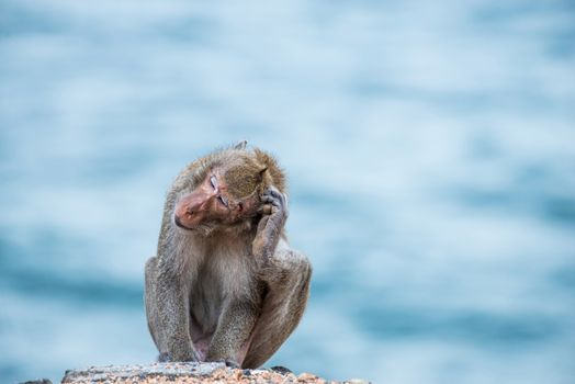 monkey scratching head, sitting on the sand with sea background