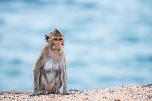 monkey sitting on the sand with sea background