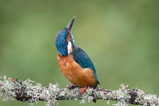 A close up of an alert kingfisher looking behind and up into the sky against a natural green background and copy space