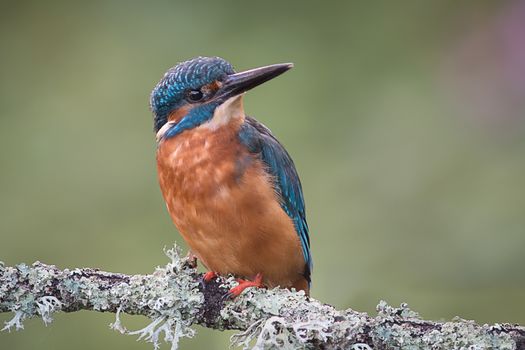 A kingfisher perched on a branch looking slightly forward to the right against a natural green plain background with space around it