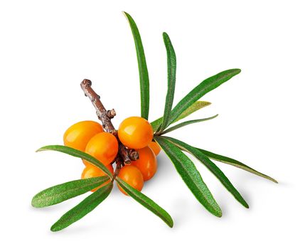 Sea buckthorn. Fresh ripe berries with leaves isolated on white background.