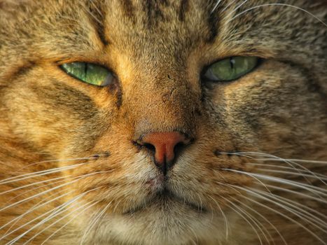 a cat portrait close up