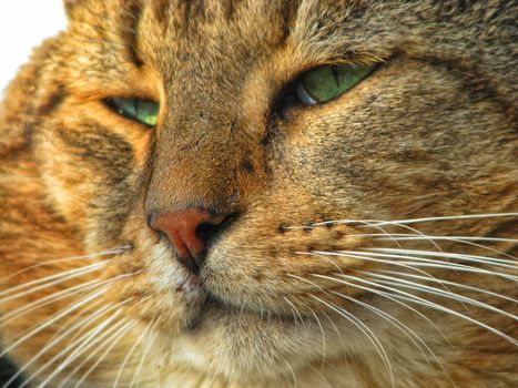 a cat portrait close up