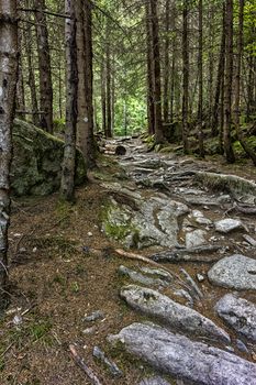 rocky walkway road at wild forest in mountain