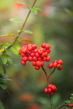 Coffee beans ripening on tree in North of thailand, nature background