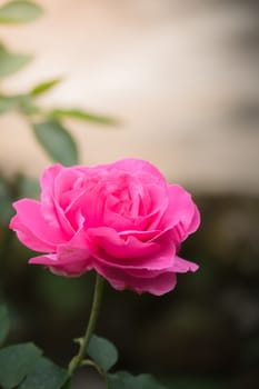 Roses in the garden, Roses are beautiful with a beautiful sunny day.