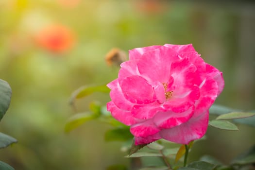 Roses in the garden, Roses are beautiful with a beautiful sunny day.