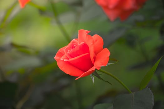 Roses in the garden, Roses are beautiful with a beautiful sunny day.