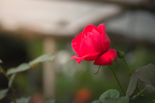 Roses in the garden, Roses are beautiful with a beautiful sunny day.