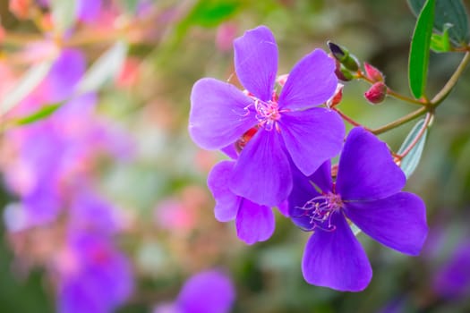 The background image of the colorful flowers, background nature