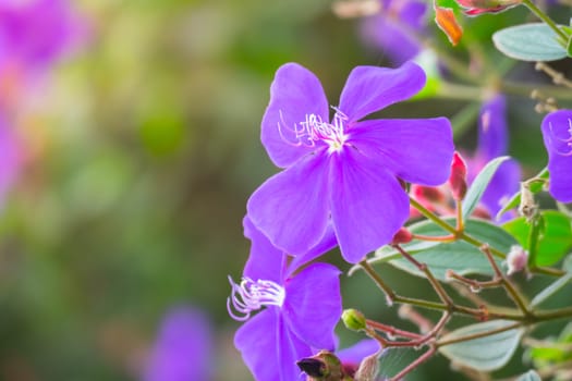 The background image of the colorful flowers, background nature