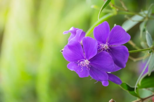 The background image of the colorful flowers, background nature