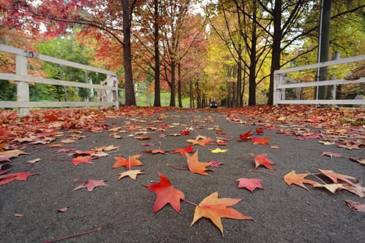 Beautiful l tree lined  lane covered with autumn leaves in colours of red, orange, rust, amber and  brown  Focus is to the foreground leaves only.
