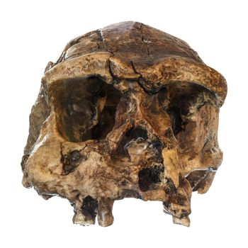 Homo erectus skull ( Front view ) . Discovered in 1969 in Sangiran , Java , Indonesia . Dated to 1 million years ago .