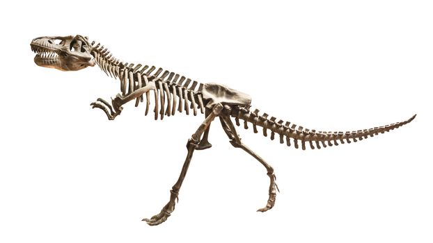 Skeleton of Siamotyrannus isanensis ( Family of Tyrannosauridae ) on isolated background .