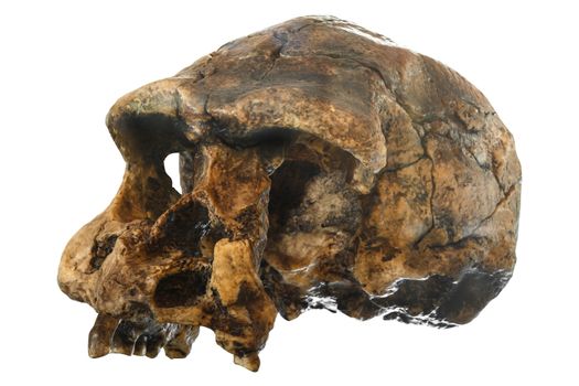 Homo erectus skull ( Oblique view ) . Discovered in 1969 in Sangiran , Java , Indonesia . Dated to 1 million years ago .