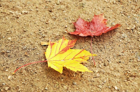 Top view of the two autumn yellow and red leaves on the sandy ground.